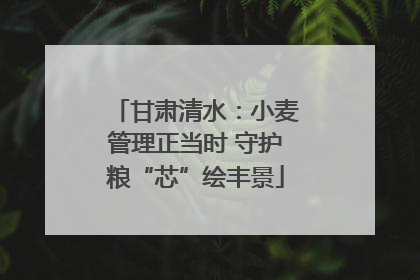 甘肃清水：小麦管理正当时 守护粮“芯”绘丰景