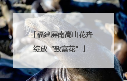 福建屏南高山花卉绽放“致富花”