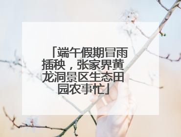 端午假期冒雨插秧，张家界黄龙洞景区生态田园农事忙