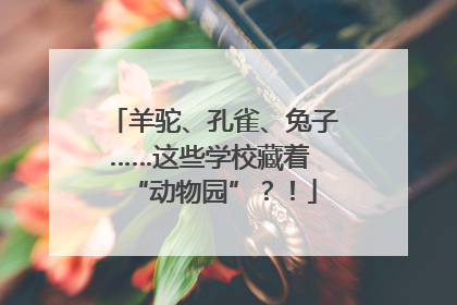 羊驼、孔雀、兔子……这些学校藏着 “动物园”？！