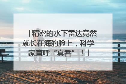精密的水下雷达竟然就长在海豹脸上，科学家直呼“真香”！