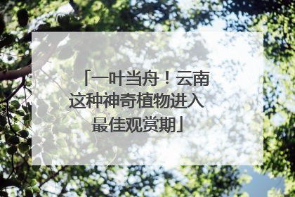 一叶当舟！云南这种神奇植物进入最佳观赏期