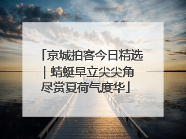 京城拍客今日精选｜蜻蜓早立尖尖角 尽赏夏荷气度华