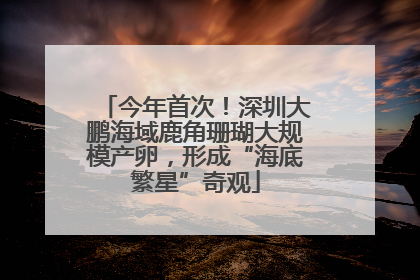 今年首次！深圳大鹏海域鹿角珊瑚大规模产卵，形成“海底繁星”奇观