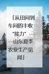从田间到车间的丰收“接力”——山东夏季农业生产见闻