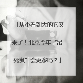 从小看到大的它又来了！北京今年“吊死鬼”会更多吗？