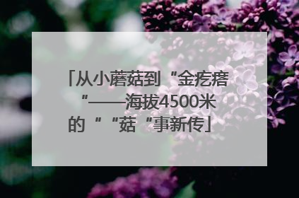 从小蘑菇到“金疙瘩“——海拔4500米的““菇“事新传