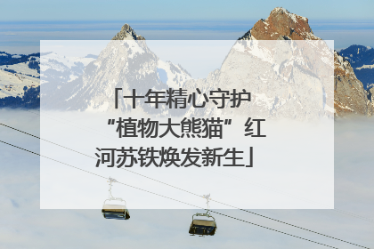 十年精心守护 “植物大熊猫”红河苏铁焕发新生