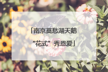 南京莫愁湖天鹅“花式”秀恩爱