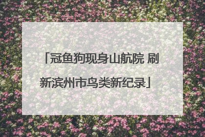 冠鱼狗现身山航院 刷新滨州市鸟类新纪录