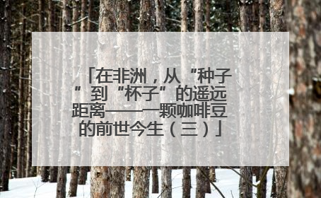 在非洲，从“种子”到“杯子”的遥远距离——一颗咖啡豆的前世今生（三）