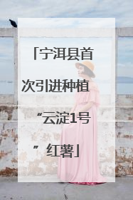 宁洱县首次引进种植“云淀1号”红薯