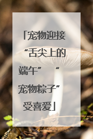 宠物迎接“舌尖上的端午” “宠物粽子”受喜爱