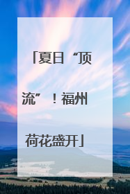夏日“顶流”！福州荷花盛开
