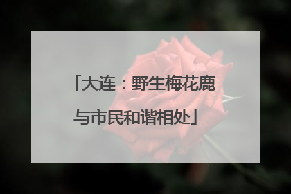 大连：野生梅花鹿与市民和谐相处