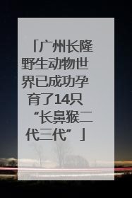 广州长隆野生动物世界已成功孕育了14只“长鼻猴二代三代”