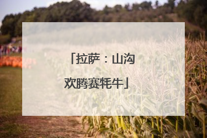 拉萨：山沟欢腾赛牦牛
