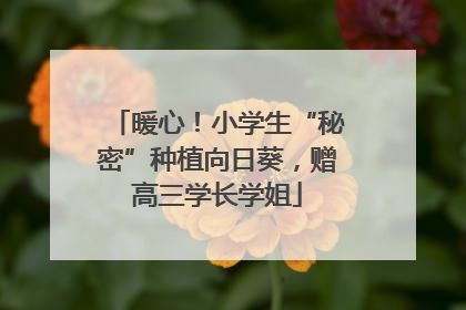 暖心！小学生“秘密”种植向日葵，赠高三学长学姐