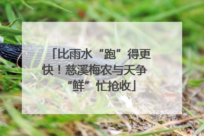 比雨水“跑”得更快！慈溪梅农与天争“鲜”忙抢收