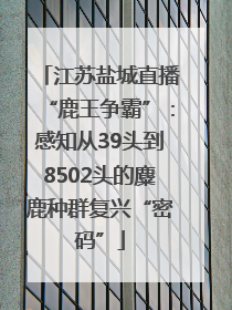 江苏盐城直播“鹿王争霸”：感知从39头到8502头的麋鹿种群复兴“密码”
