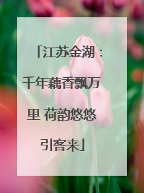 江苏金湖：千年藕香飘万里 荷韵悠悠引客来