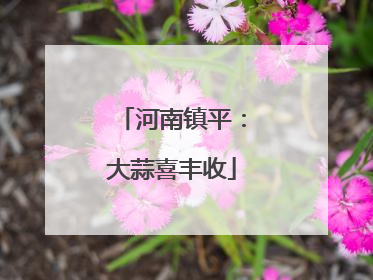河南镇平：大蒜喜丰收