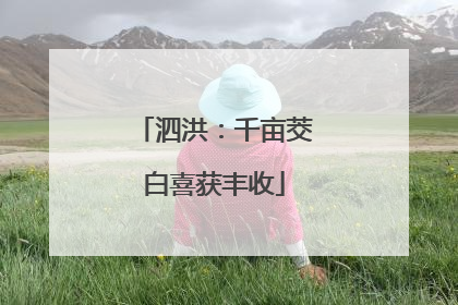 泗洪：千亩茭白喜获丰收