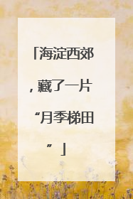 海淀西郊，藏了一片“月季梯田”