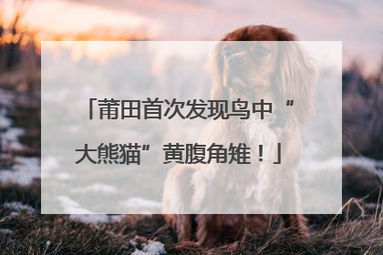莆田首次发现鸟中“大熊猫”黄腹角雉！