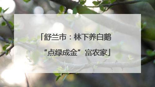 舒兰市：林下养白鹅 “点绿成金”富农家