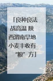 良种良法战高温 陕西渭南旱地小麦丰收有“粮”方