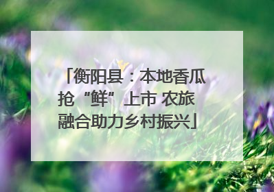 衡阳县：本地香瓜抢“鲜”上市 农旅融合助力乡村振兴
