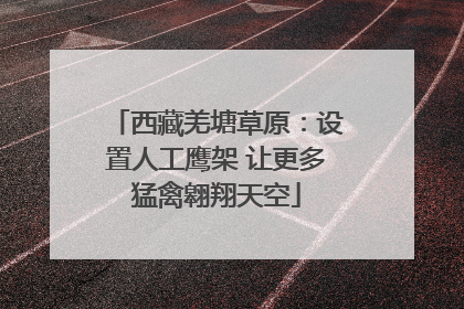 西藏羌塘草原：设置人工鹰架 让更多猛禽翱翔天空