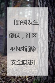 野树发生倒伏，社区4小时消除安全隐患