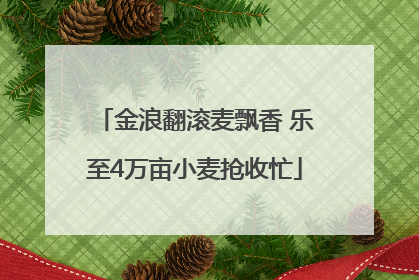 金浪翻滚麦飘香 乐至4万亩小麦抢收忙