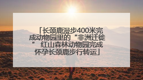 长颈鹿漫步400米完成动物园里的“非洲迁徙” 红山森林动物园完成怀孕长颈鹿步行转运