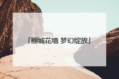 鲤城花墙 梦幻绽放