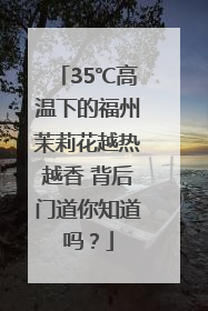 35℃高温下的福州茉莉花越热越香 背后门道你知道吗？
